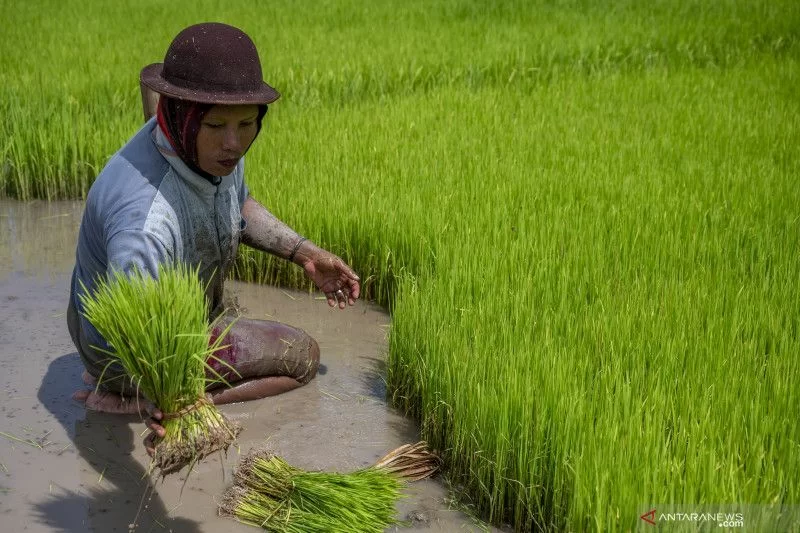 Begini Progres Terbaru Pembangunan Food Estate Di Indonesia